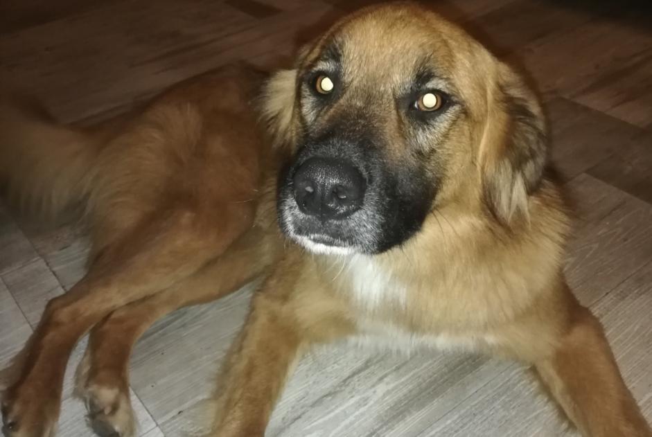 Alerta de Hallazgo Perro cruce  Macho Averton Francia